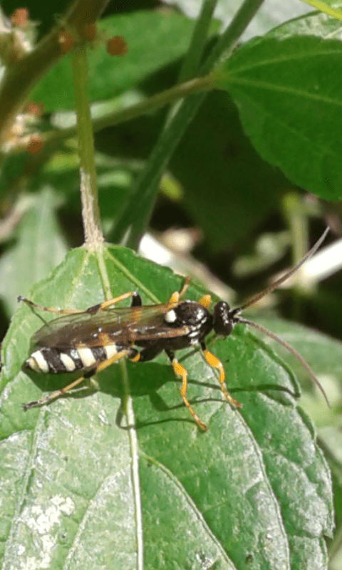Ichneumonidae : Amblyteles armatorius?